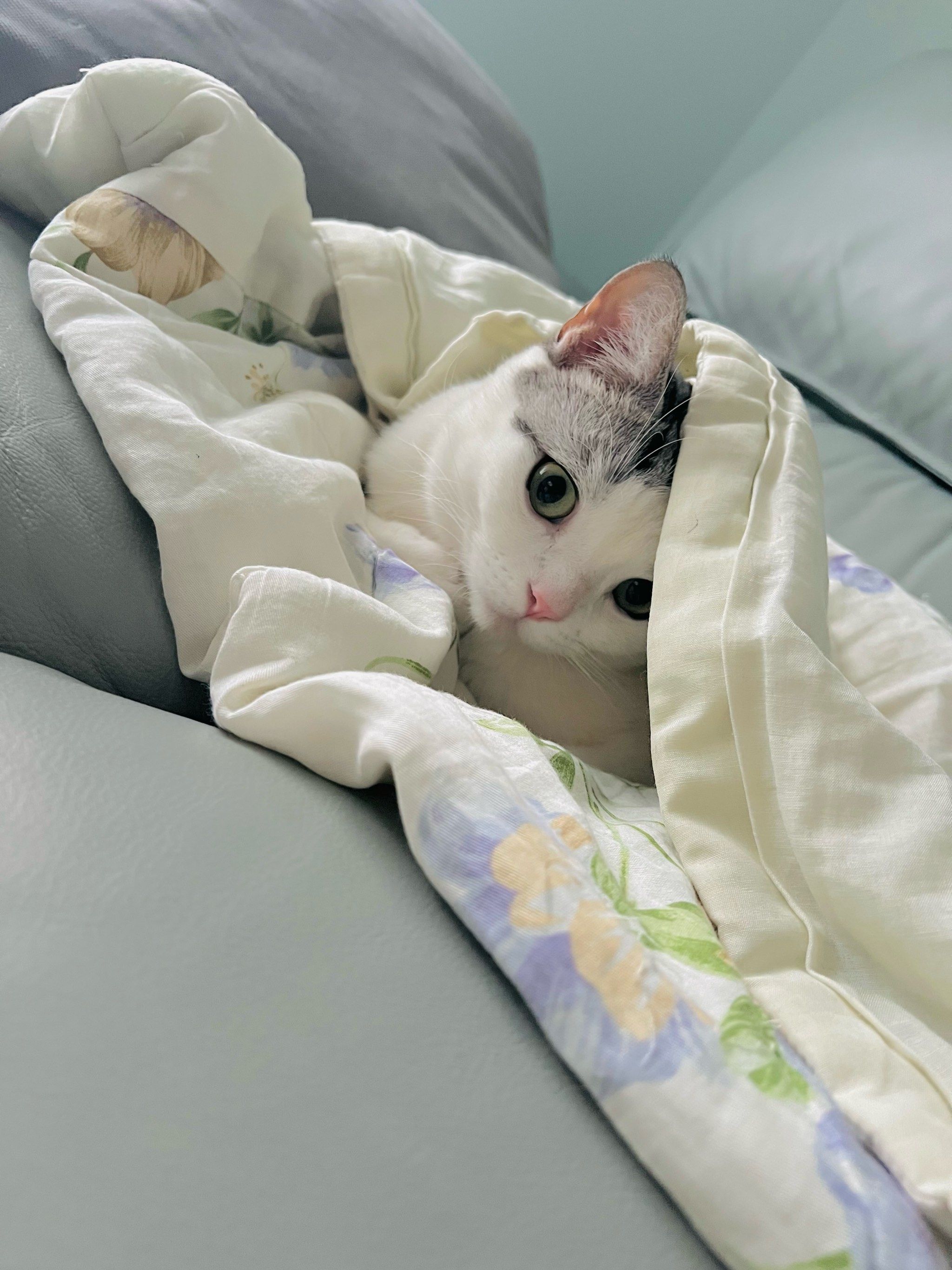 这样萌萌的小毛孩可爱的不像话了 一到冬天,我家逆子就爱钻被窝,肚乙