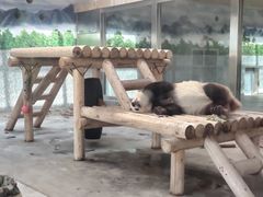 -西安秦岭野生动物园