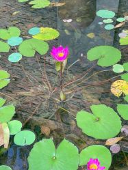 -爱丽馨御景月子中心