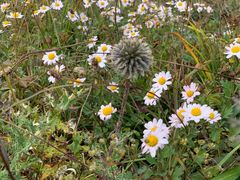 -白草畔自然风景区