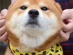 -枫叶小镇奥特莱斯