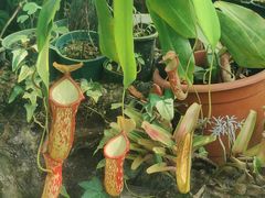 -国家植物园南园