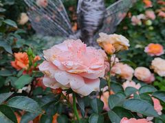 -深圳仙湖植物园
