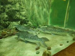 -东方巨龟苑景区