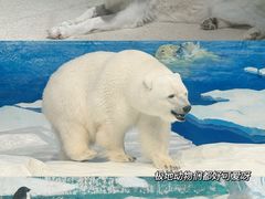 -海合安天津极地海洋公园
