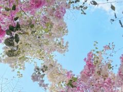 -深圳国际园林花卉博览园