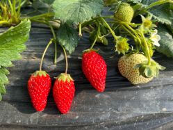 -蓝呗呗蓝莓草莓采摘园(通州区马驹桥店)