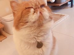 -名猫咖啡馆·撸猫·拼豆