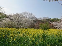 -苏州上方山国家森林公园