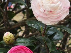 -中国科学院华南植物园
