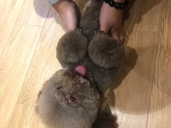 -Pets First伊珊娜洗护·精致美容·家庭式寄养(新会路店)