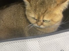 -安安宠医宠物医院·异宠·犬猫内科(岳阳分院)