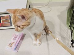 -艾吉宠物医院·疑难杂症转诊中心·猫友好(碧江路院)