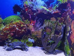 -芜湖新华联大白鲸海洋公园