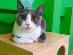 -李小姐の猫咖啡馆(五角场店)