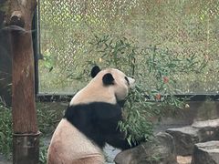 -上海野生动物园