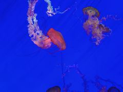 -上海海洋水族馆