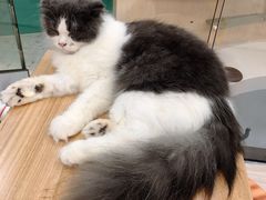 -飞行喵MR PILOT|猫舍·猫咖(静安大融城店)