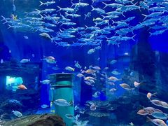 -海合安武汉极地海洋公园