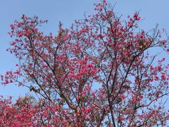 -天适樱花悠乐园