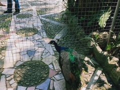 -瑞丽独树成林风景区