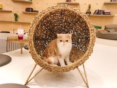 -飞行喵MR PILOT|猫舍·猫咖(静安大融城店)