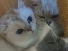 -PETKIT 小佩宠物·低压洗护·美容·寄养(安远店)