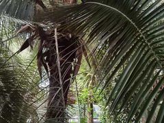 -呀路古热带植物园