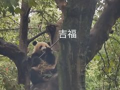 -都江堰中华大熊猫苑