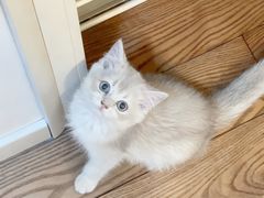 -欣宠猫屋·矮脚拿破仑·蓝金金渐层