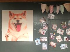 -柴犬高等学院·狗咖·柴犬售卖·宠物训练