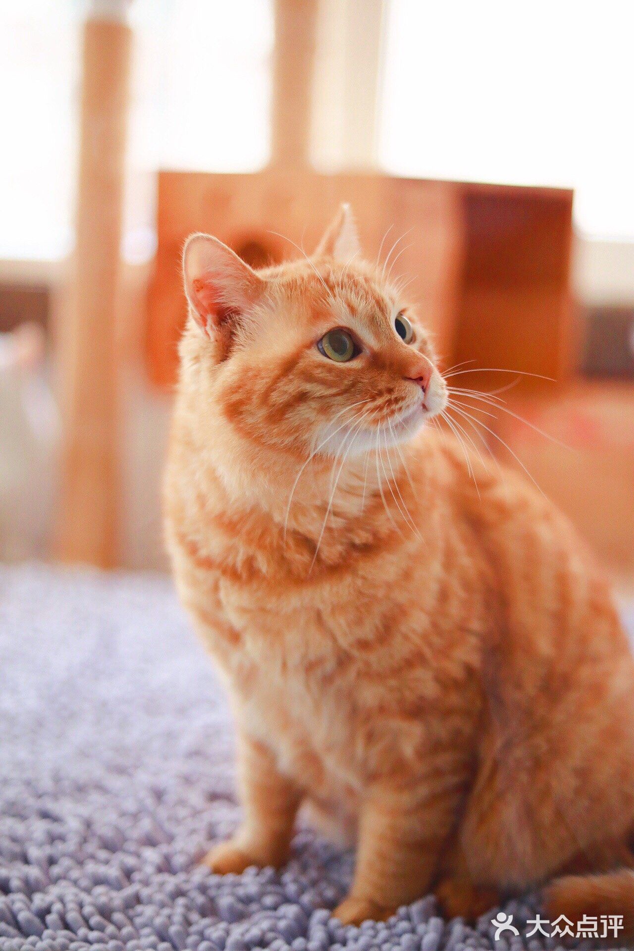 北京猫咪免费领养🐱胖大橘凰儿同学