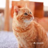 北京猫咪免费领养🐱胖大橘凰儿同学