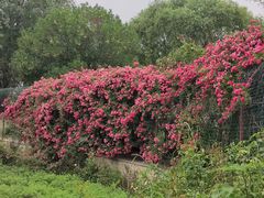 -石家庄市植物园