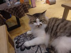-万小咖.猫咖(中山路天虹店)