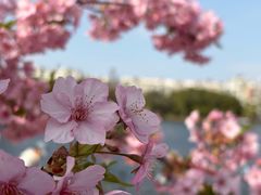 -新江湾城公园