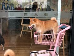 -柴犬高等学院·狗咖·柴犬售卖·宠物训练