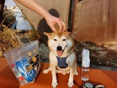 -前小桔亲子创意农场·草莓采摘·露营烧烤