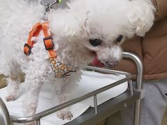 -美联众合动物医院·24h转诊中心
