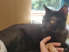 -CAT’S MEWSTAR CAFE·喵星球猫屋(晴湾咖啡店)