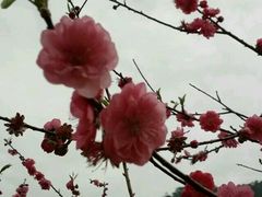 -广州市石门国家森林公园