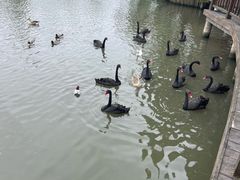 -溱湖国家湿地公园