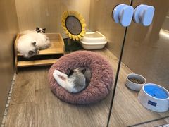 -momokira米努特·德文卷毛猫·棉花面纱犬
