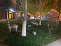 -九十九顶毡房(阜石路店)