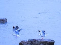 -深圳湾公园(南山区)
