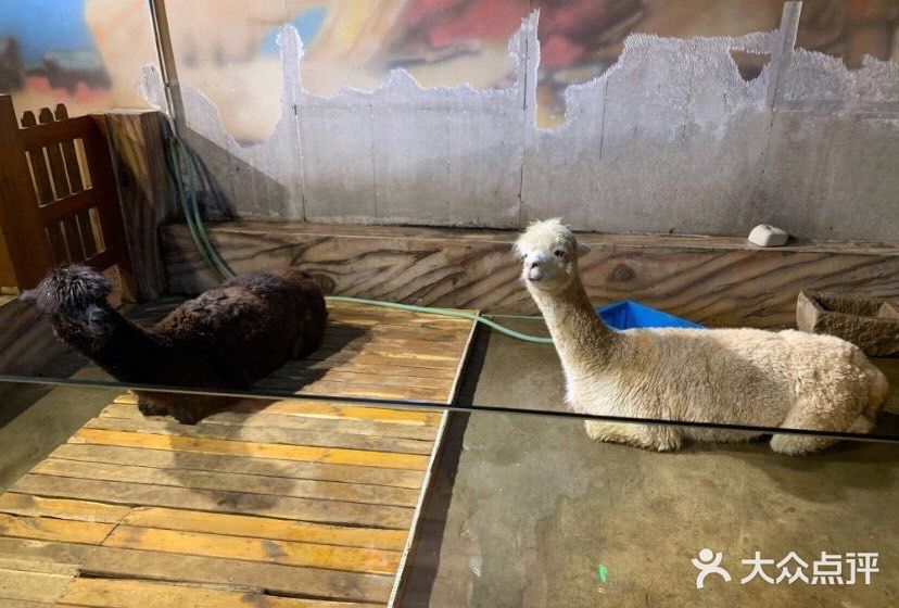 [糖果]AdorableZoo主题动物乐园