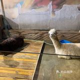 [糖果]AdorableZoo主题动物乐园