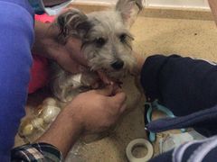 -伟伟宠物医院·CT影像中心·瑞派犬猫综合性门诊(汉口总院)