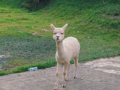 -南丹山森林王国