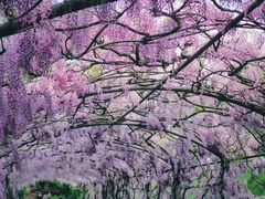 -圣母百花圣殿